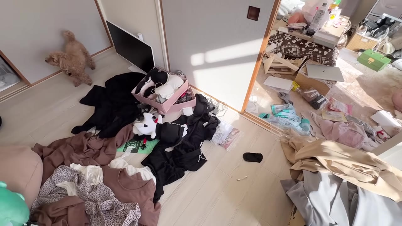 床に広がった服。犬もこの上を歩く