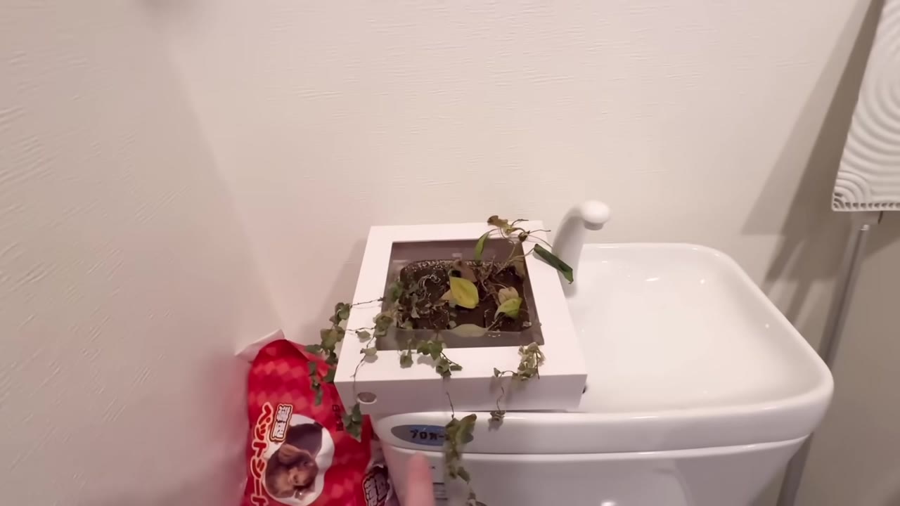 水回りにも植物やモノが